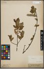 Foto von Salix phylicifolia L.